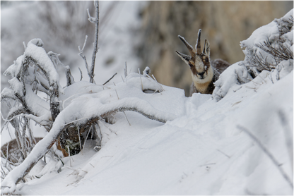 Chamois