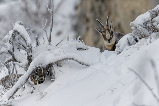 Chamois