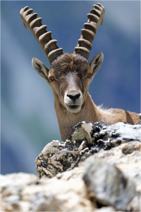 Bouquetin / Ibex