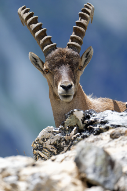 Bouquetin / Ibex