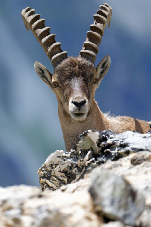 Bouquetin / Ibex