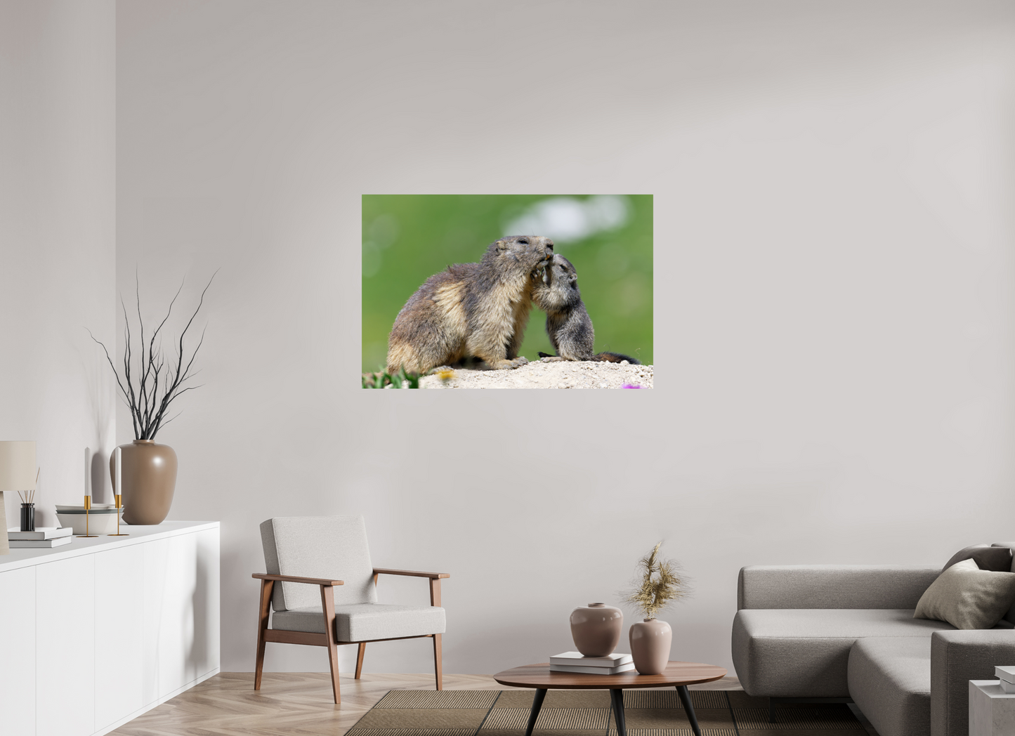 Marmotte / Groundhog
