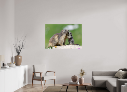 Marmotte / Groundhog