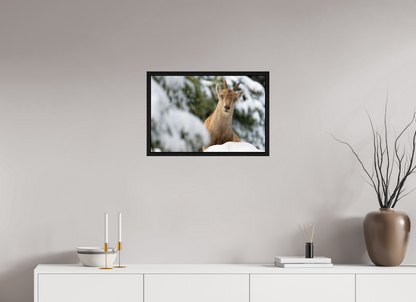 Bouquetin / Ibex