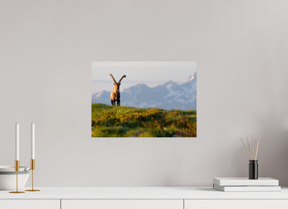 Bouquetin / Ibex