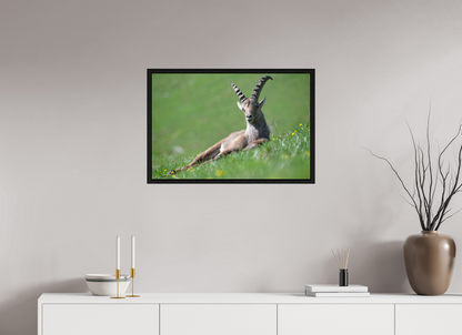 Bouquetin / Ibex