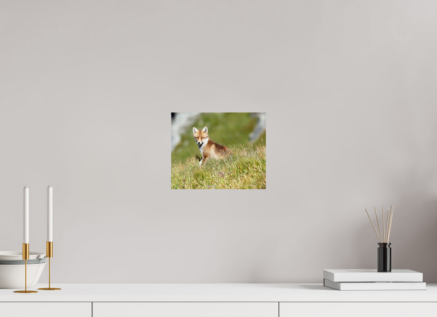 Autres animaux / Other animals