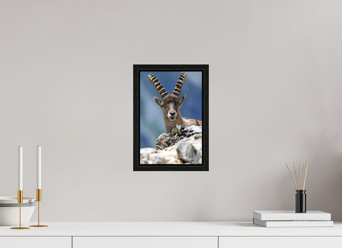 Bouquetin / Ibex