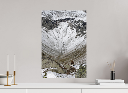 Bouquetin / Ibex