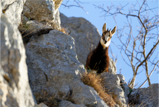 Chamois