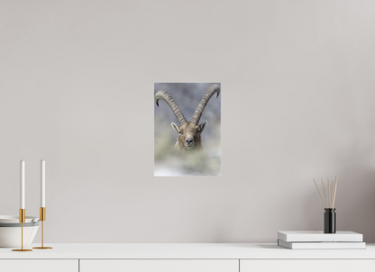 Bouquetin / Ibex