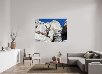 Bouquetin / Ibex