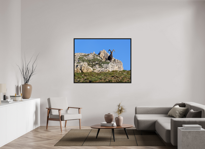 Bouquetin / Ibex