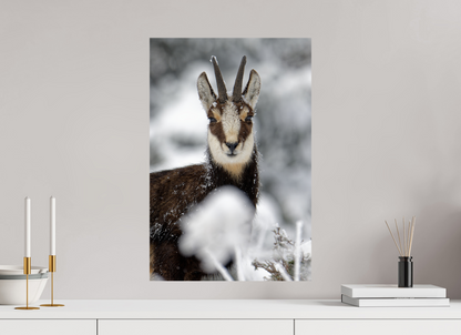 Chamois