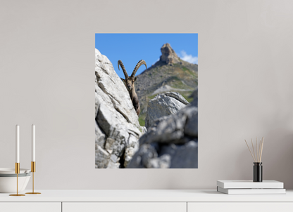 Bouquetin / Ibex