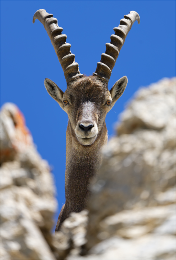 Bouquetin / Ibex