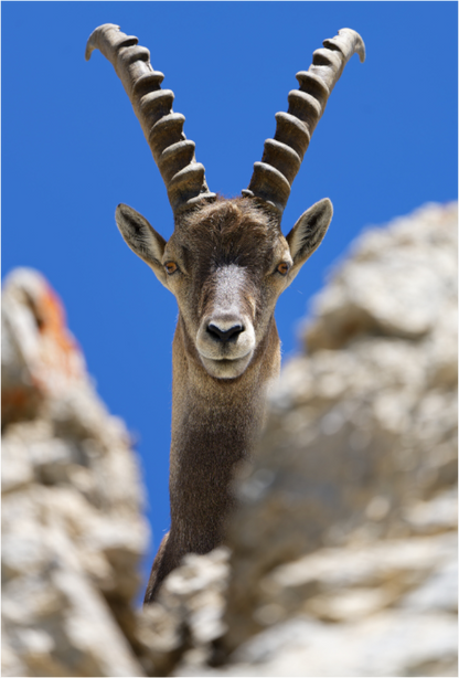 Bouquetin / Ibex