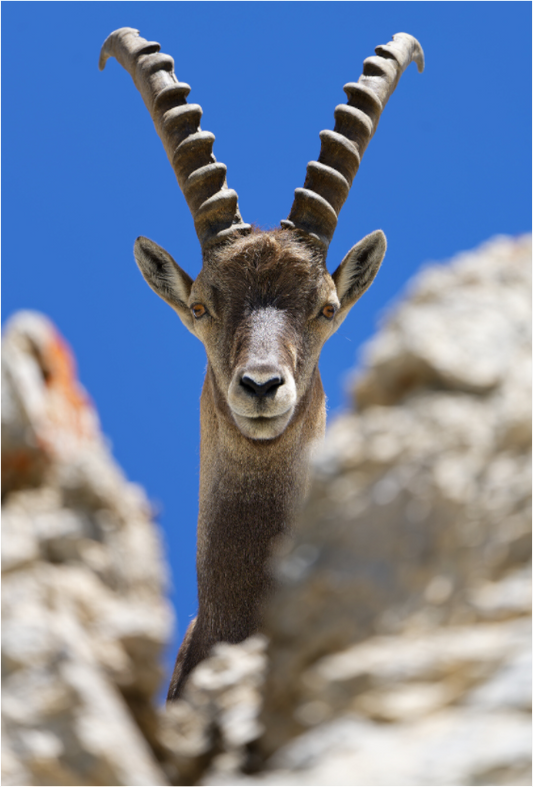Bouquetin / Ibex