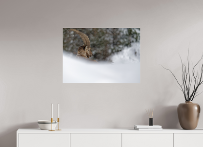 Bouquetin / Ibex