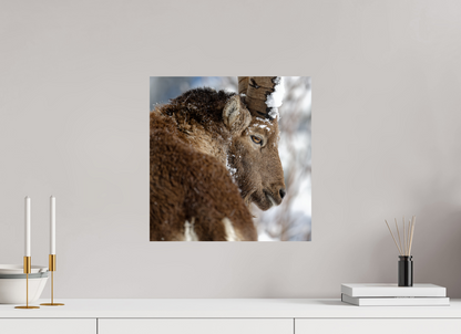 Bouquetin / Ibex