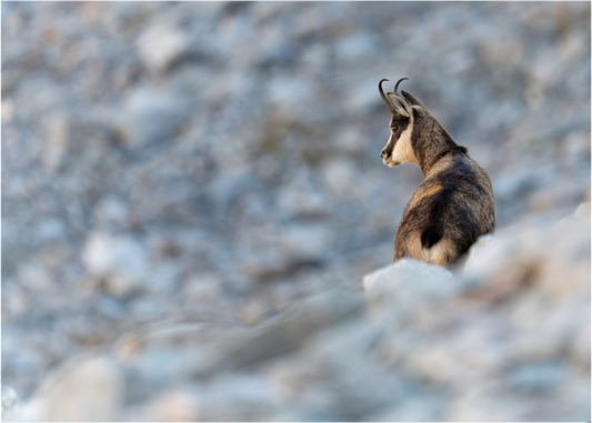Chamois