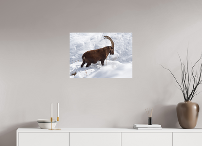Bouquetin / Ibex