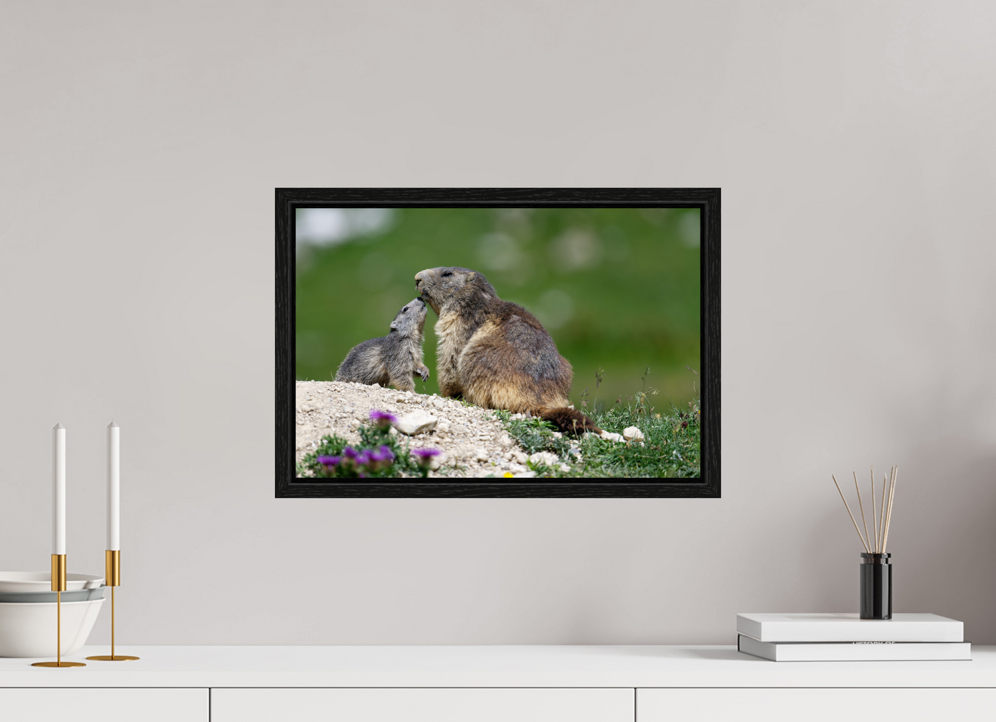 Marmotte / Groundhog