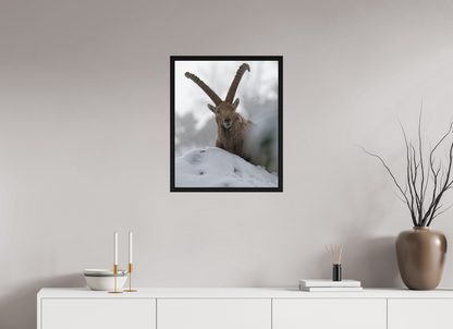 Bouquetin / Ibex