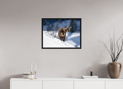 Chamois