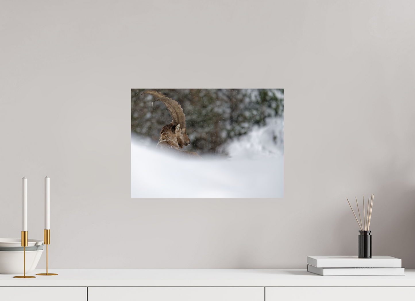 Bouquetin / Ibex