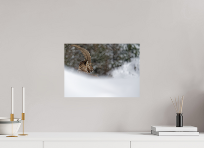 Bouquetin / Ibex