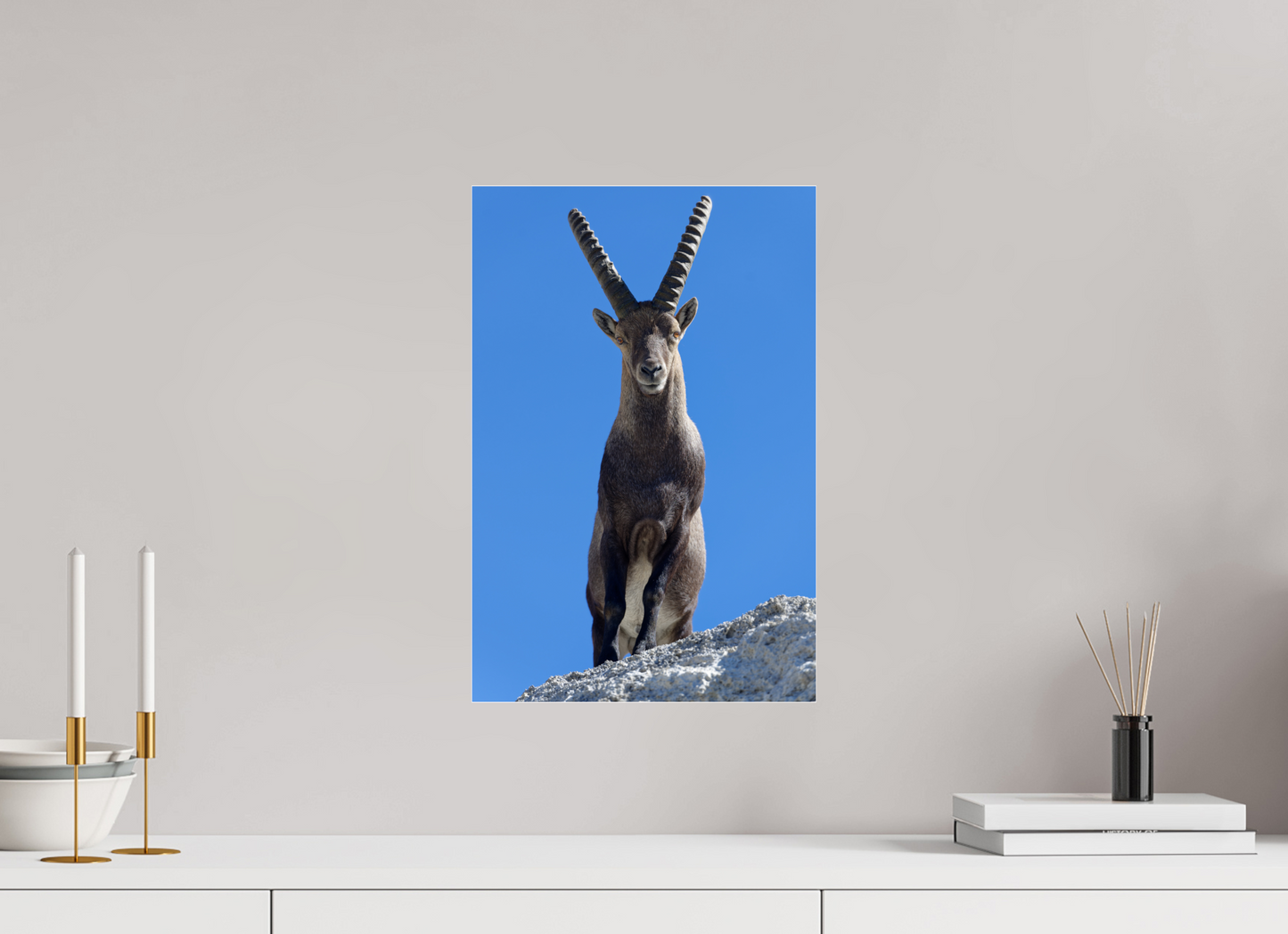 Bouquetin / Ibex