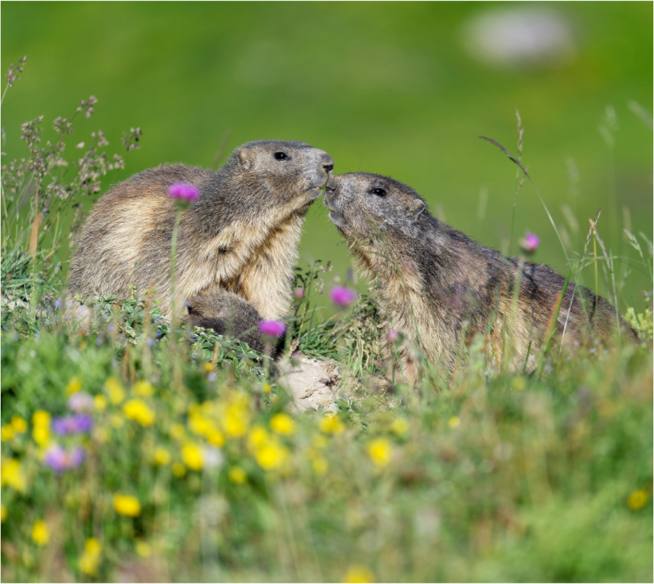 Marmotte / Groundhog