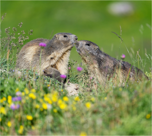 Marmotte / Groundhog