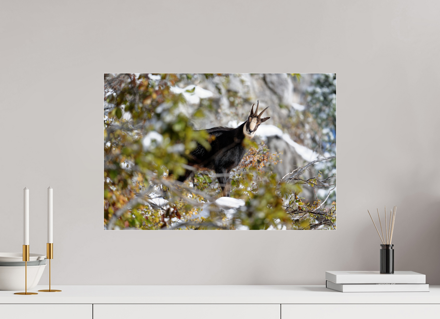 Chamois