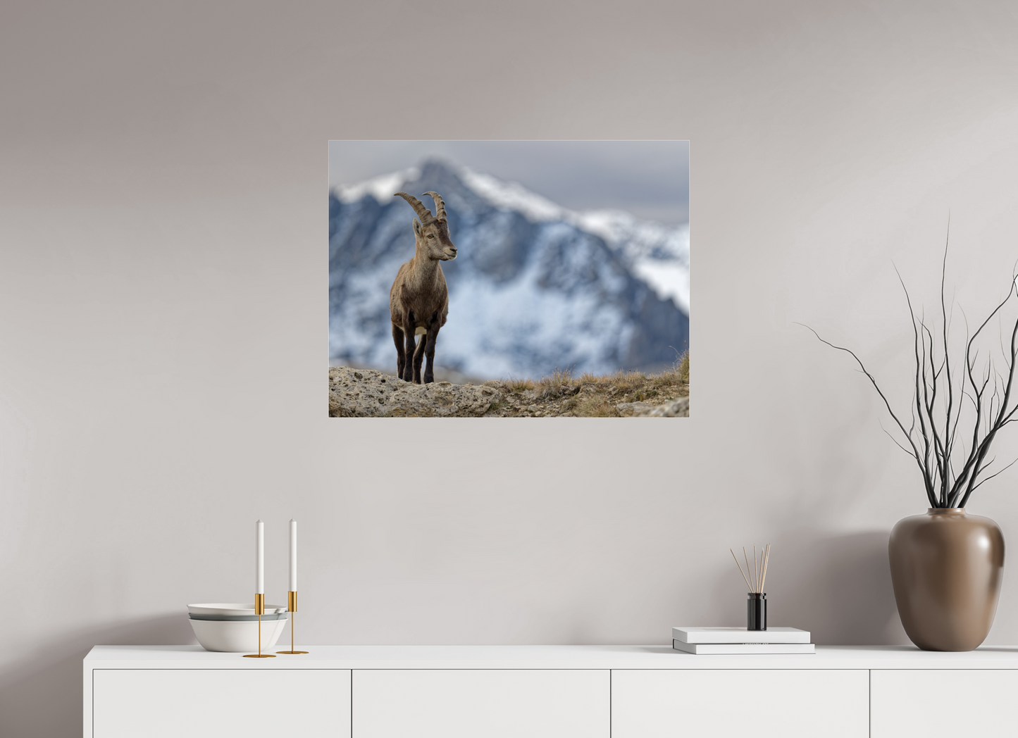 Bouquetin / Ibex