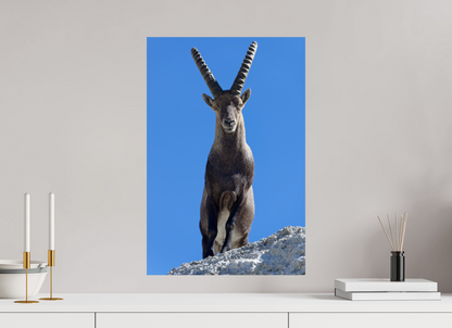 Bouquetin / Ibex