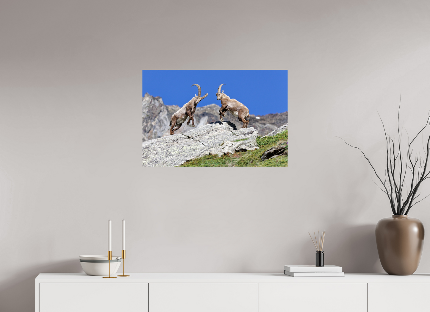 Bouquetin / Ibex