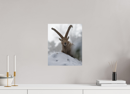 Bouquetin / Ibex