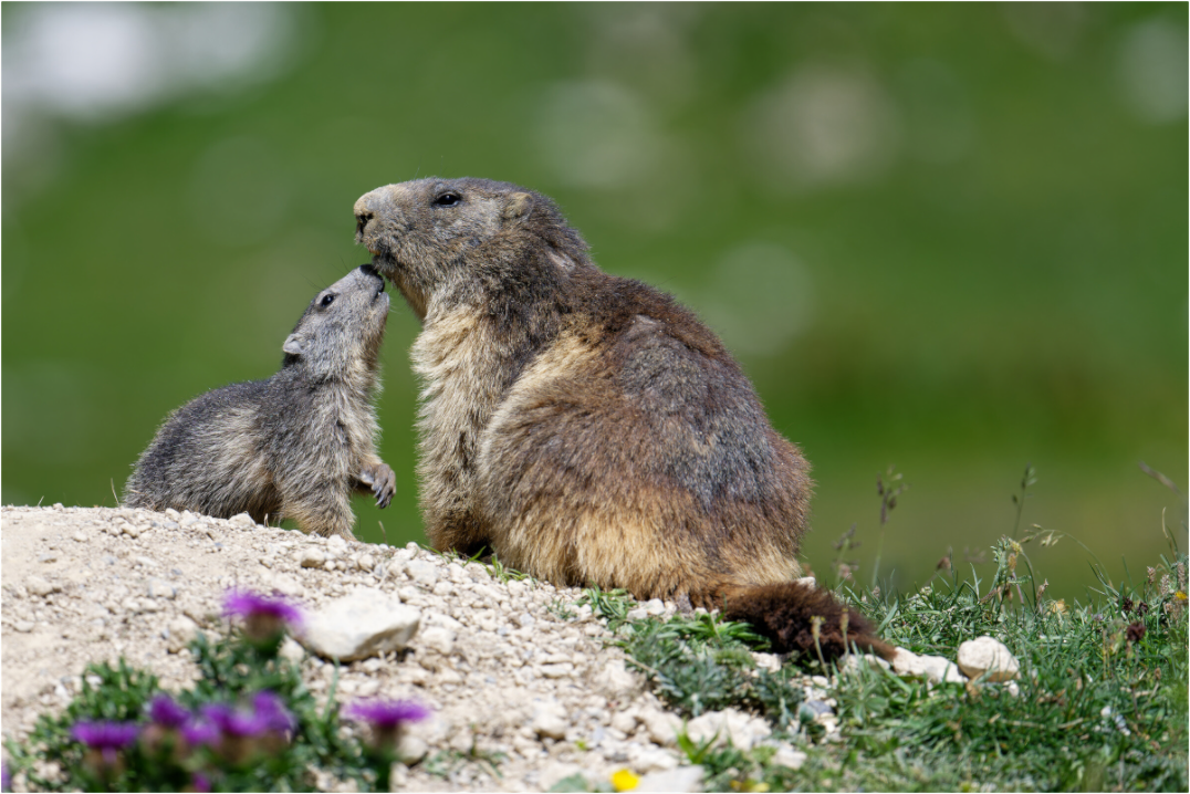 Marmotte / Groundhog
