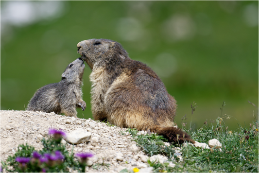 Marmotte / Groundhog