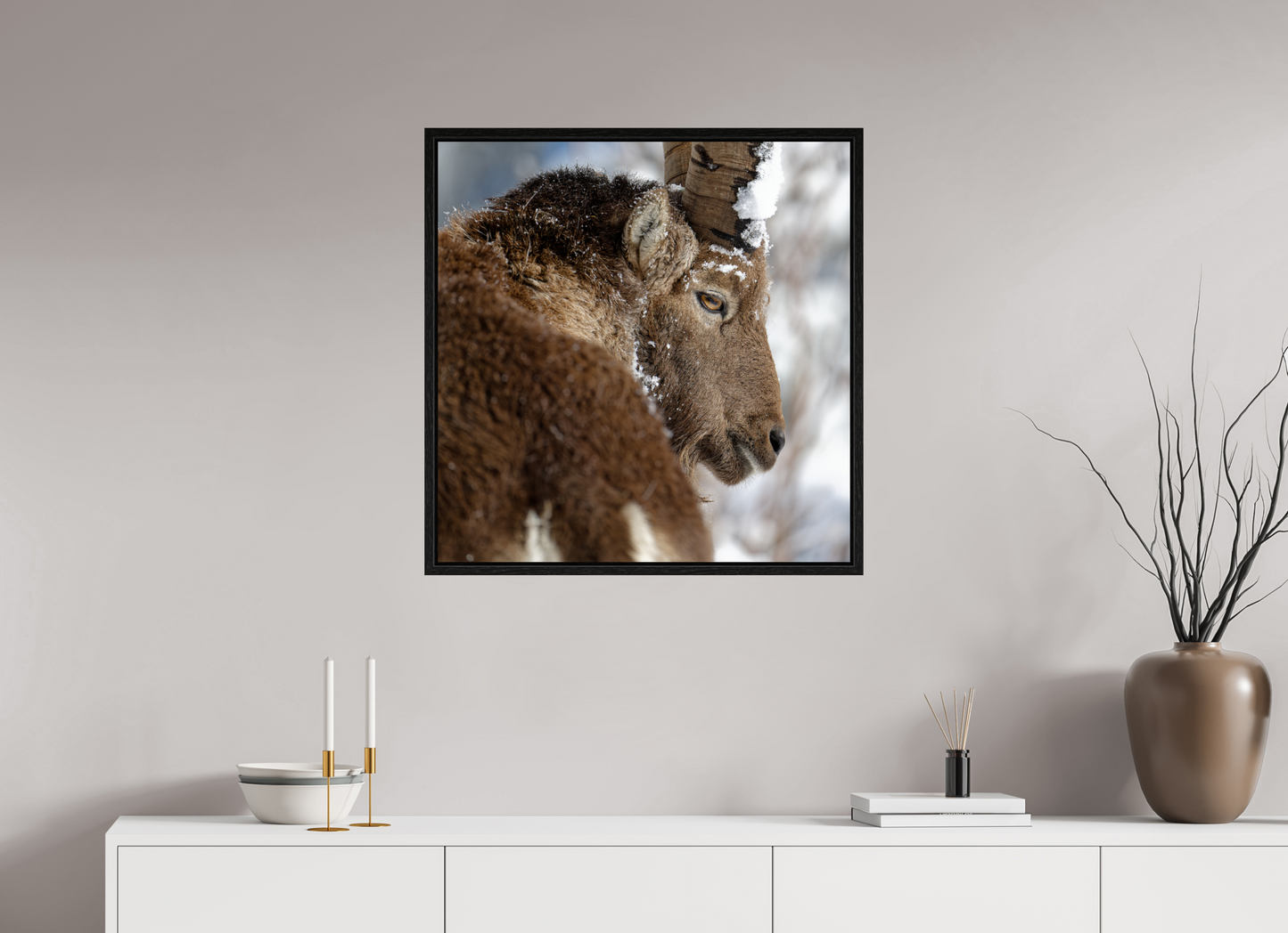 Bouquetin / Ibex