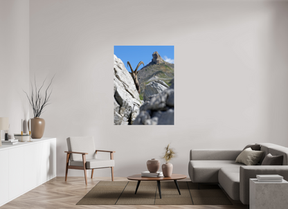 Bouquetin / Ibex