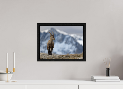 Bouquetin / Ibex