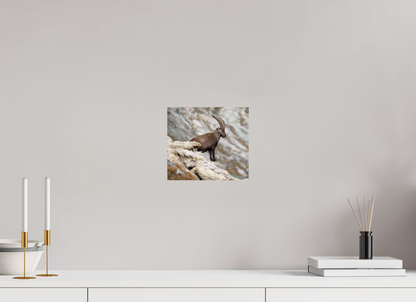 Bouquetin / Ibex