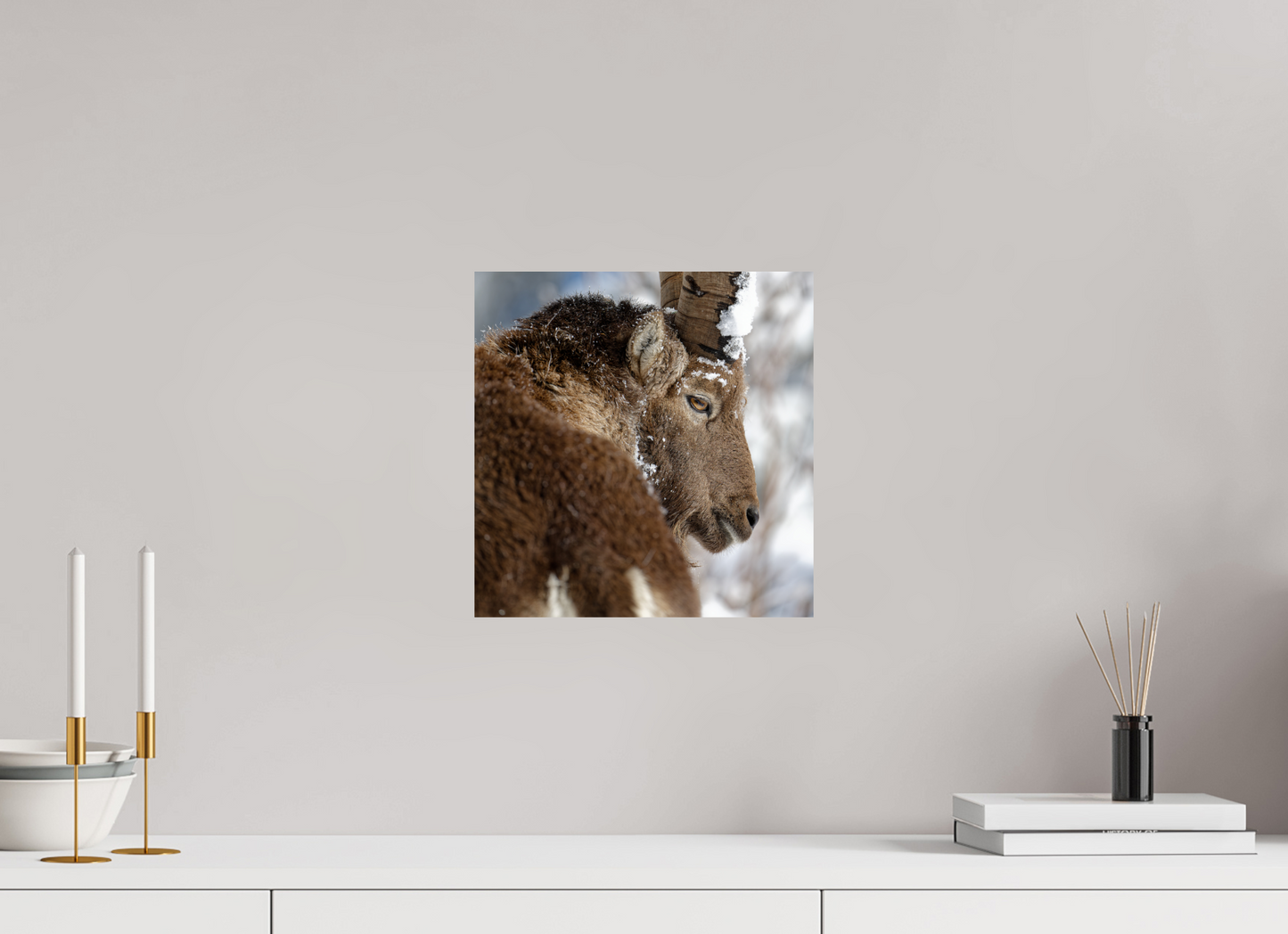 Bouquetin / Ibex