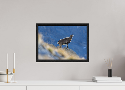 Bouquetin / Ibex