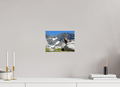 Bouquetin / Ibex