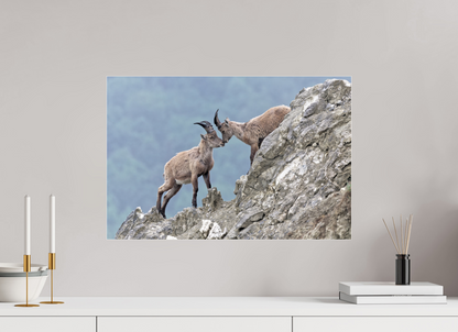 Bouquetin / Ibex
