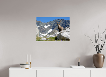 Bouquetin / Ibex